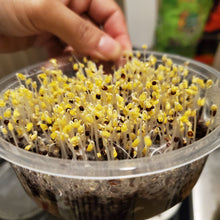 Load image into Gallery viewer, Microgreens Mini Grow Kit