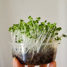 Load image into Gallery viewer, Microgreens Mini Grow Kit