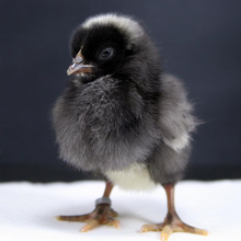 Load image into Gallery viewer, Egg Layers