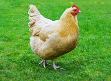 Load image into Gallery viewer, Egg Layers