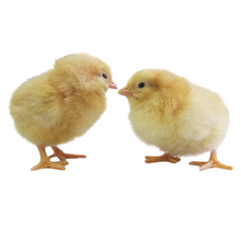 Load image into Gallery viewer, Egg Layers