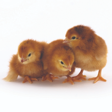 Load image into Gallery viewer, Egg Layers