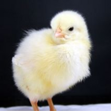 Load image into Gallery viewer, Egg Layers